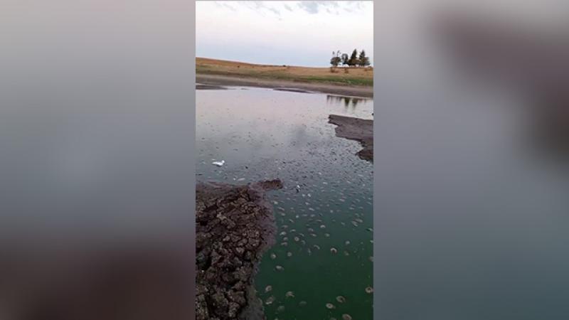 Tekirdağ'ın Hayrabolu ilçesinde bulunan Büyükkarakarlı Göleti'nde, kuraklık ve aşırı sıcaklıkların