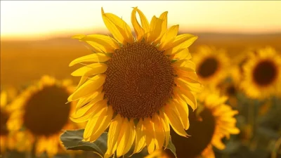 Türkiye’de ayçiçeği piyasasında bir kez daha sarsıntı yaşanıyor! Cumhurbaşkanı kararıyla