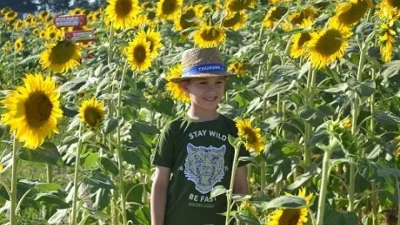 Tekirdağ'ın Hayrabolu ilçesinde düzenlenecek olan Ayçiçeği Festivali kapsamında, yöresel lezzetler