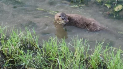 Tekirdağ’ın Hayrabolu ilçesinde, nesli tükenme tehlikesi altında bulunan su samuru,