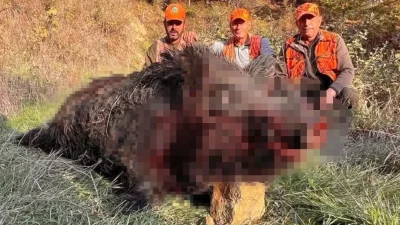 Hayrabolu'da ilçesinde düzenlenen sürek avında, bölgede avcılık yapanların bile daha