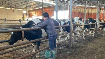 Hayrabolu, hayvancılık sektörünü kökten sarsabilecek büyük bir tehdide karşı teyakkuza