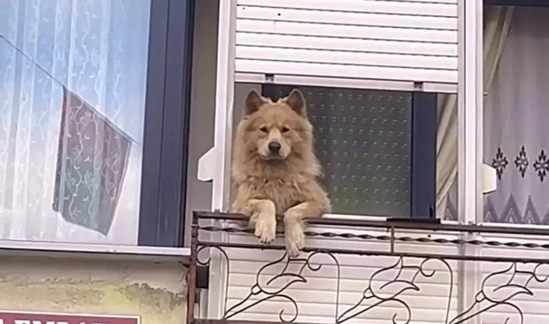 Hayrabolu sokaklarında bugünlerde herkes aynı sevimli manzarayı konuşuyor! İlçenin en