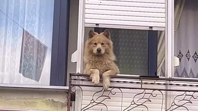 Hayrabolu sokaklarında bugünlerde herkes aynı sevimli manzarayı konuşuyor! İlçenin en