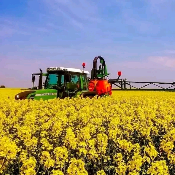 Bölgede kanola bitkisinin çiçek açmaya başlamasıyla birlikte üreticilere önemli bir