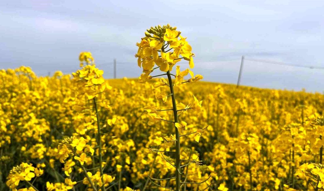 Hayrabolu’nda çiçek açan kanola bitkisi, tarlaları sarıya bürüyerek kartpostallık manzaralar