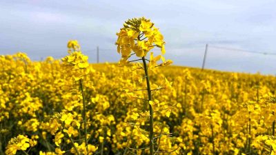 Hayrabolu’nda çiçek açan kanola bitkisi, tarlaları sarıya bürüyerek kartpostallık manzaralar